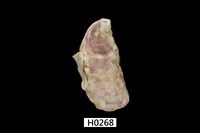 藏品(巨牡蠣)的圖片